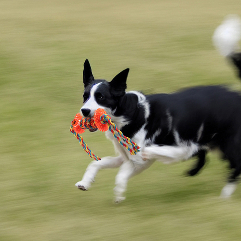 Nouvelle corde à mâcher pour c - Pet Supplies Amazon avis et prix